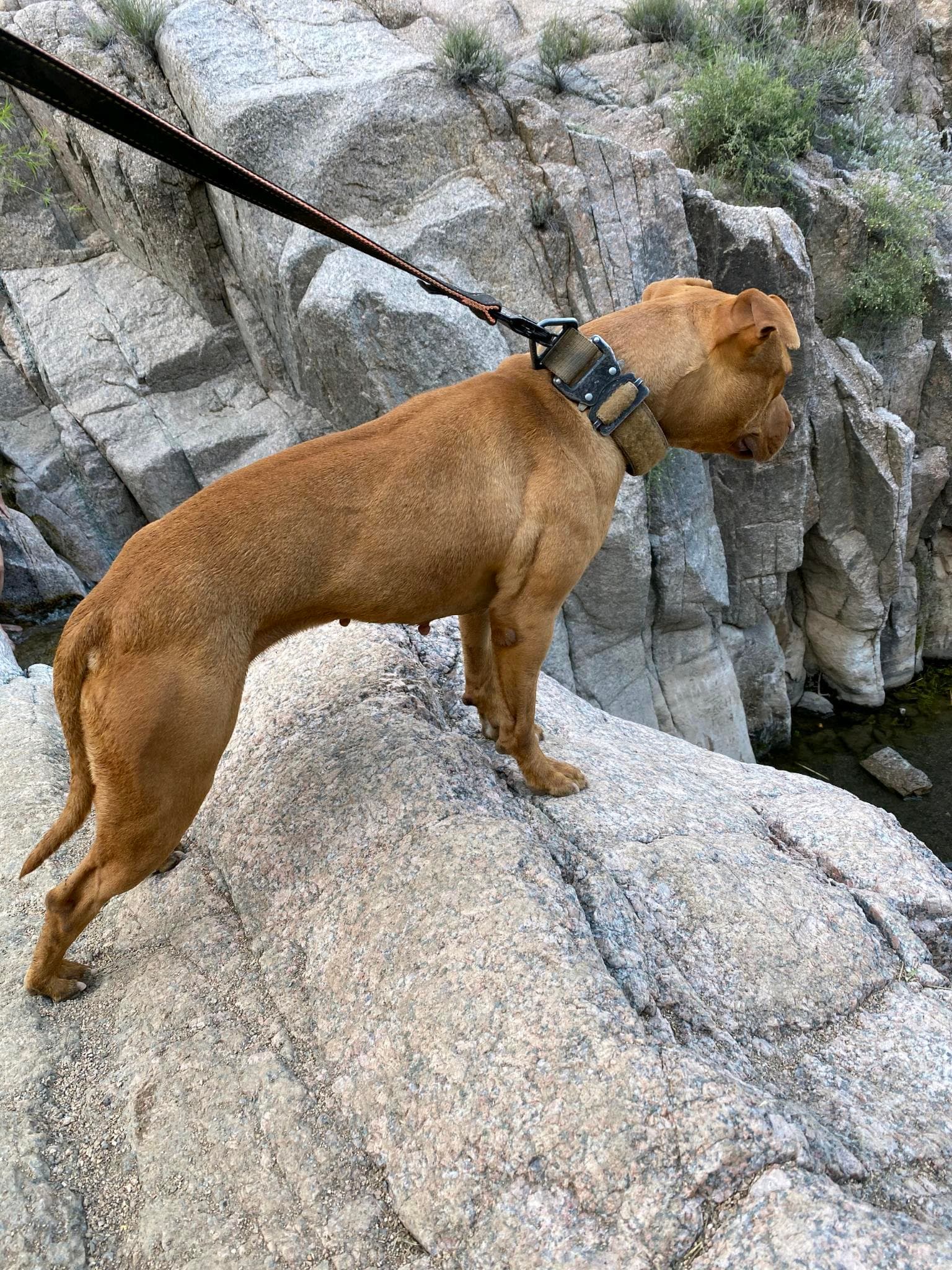Dagny photo