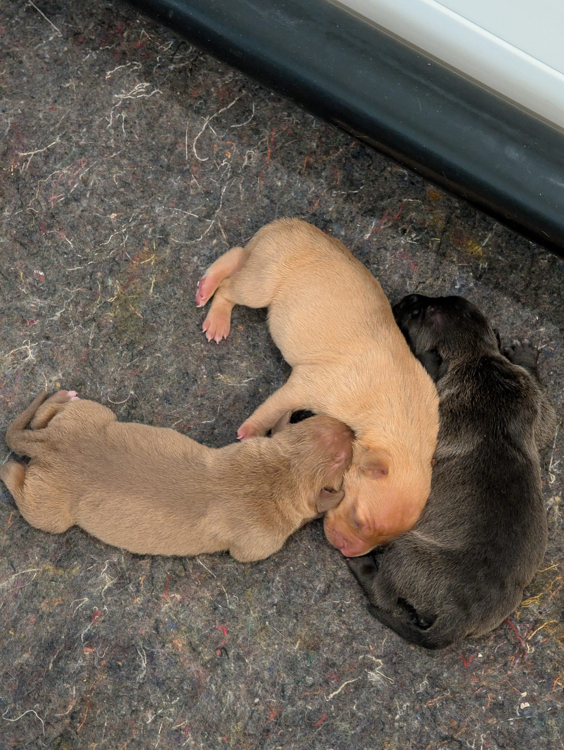 Puppy photo