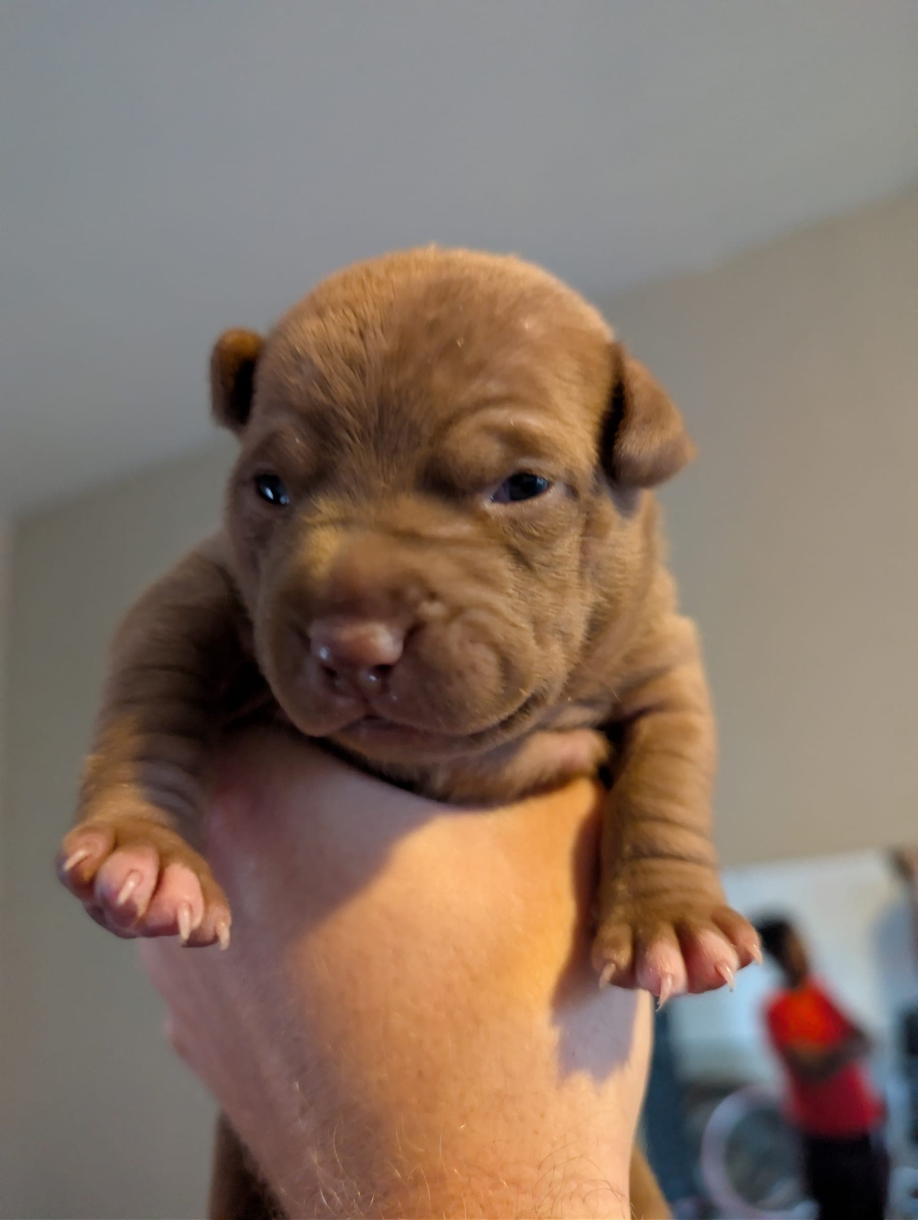 Puppy photo