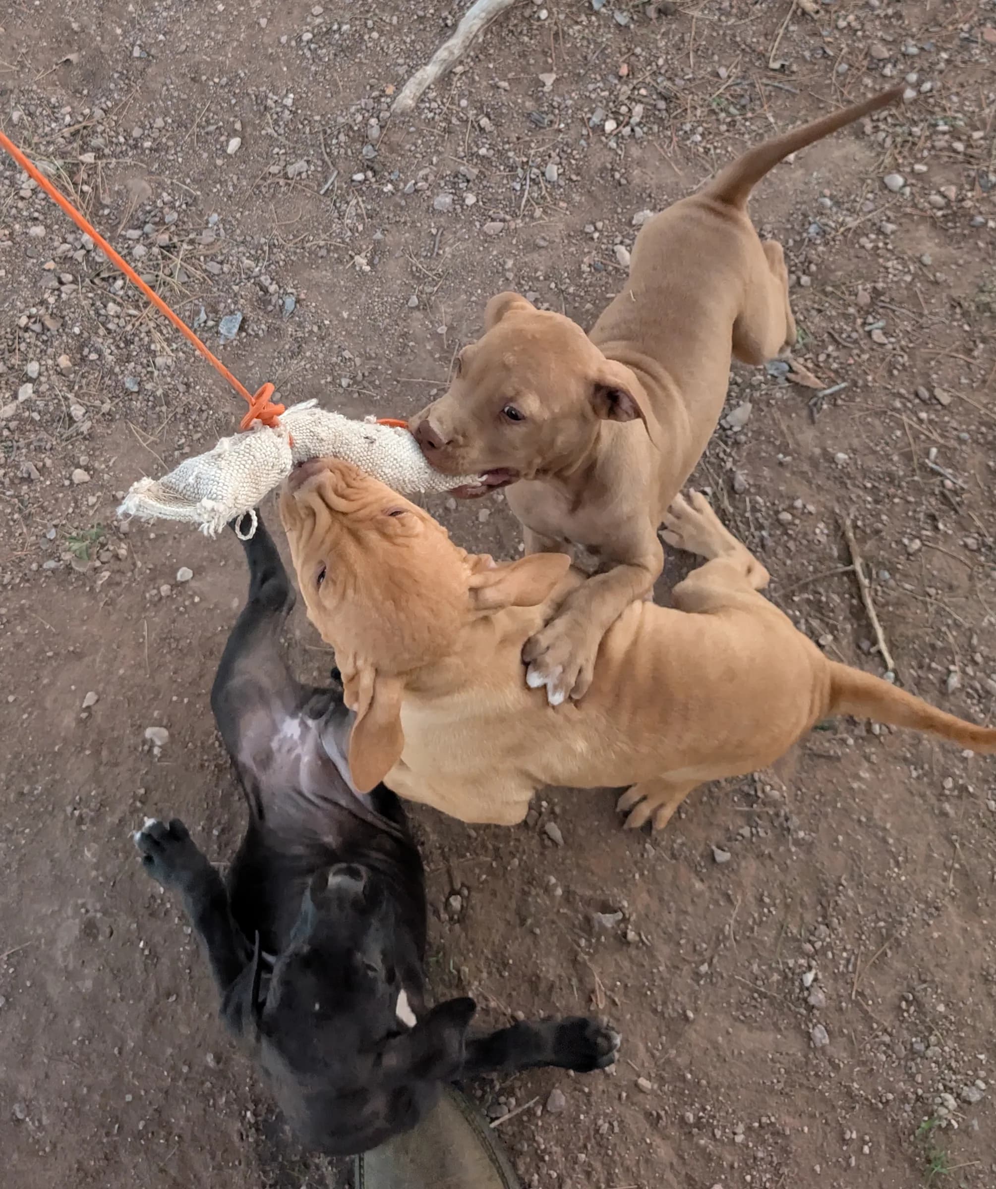 Puppy photo